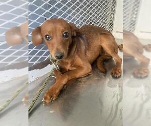 Chihuahua Dogs for adoption in Bakersfield, CA, USA