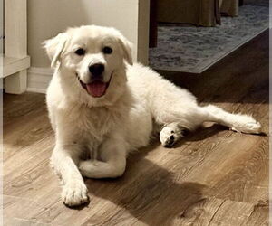 Great Pyrenees-Unknown Mix Dogs for adoption in Royal Palm Beach, FL, USA