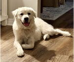 Small Great Pyrenees Mix