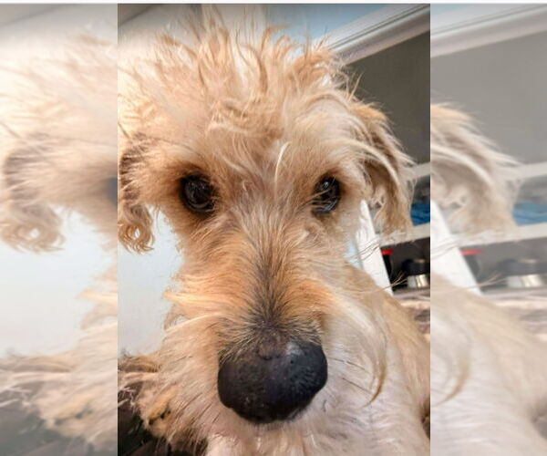 Medium Photo #2 Border Terrier-Unknown Mix Puppy For Sale in Lakewood, CO, USA