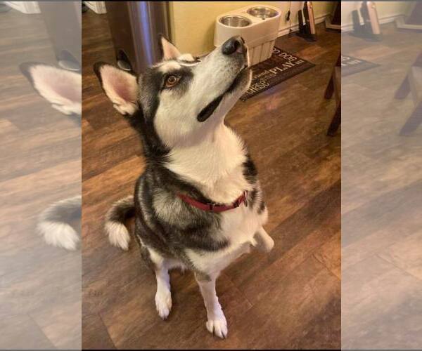 Medium Photo #2 Siberian Husky Puppy For Sale in Dallas, TX, USA
