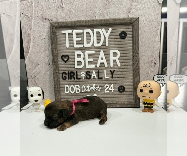 Medium Photo #3 Zuchon Puppy For Sale in NEW YORK MILLS, MN, USA