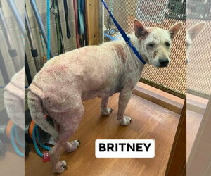 Britney - Female Mutt Dog for Adoption - Photo #3