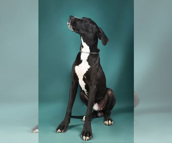 Medium Photo #10 Great Dane Puppy For Sale in Buffalo, MN, USA