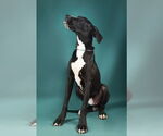 Small #9 Great Dane