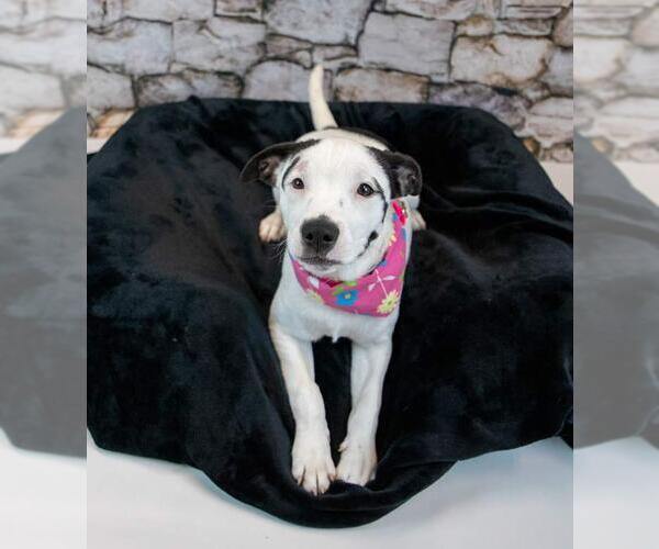 Medium Photo #3 Mutt Puppy For Sale in Kennesaw, GA, USA