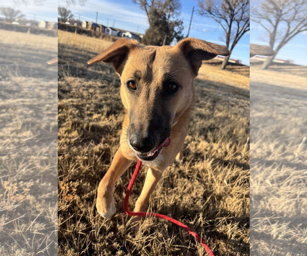 Medium Photo #3 Mutt Puppy For Sale in Las Vegas, NM, USA