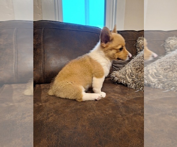 Medium Photo #7 Pembroke Welsh Corgi Puppy For Sale in SHILOH, OH, USA