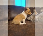 Small #6 Pembroke Welsh Corgi