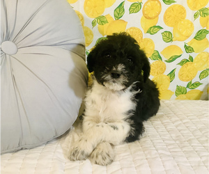 Bordoodle Puppy for sale in HILLSBORO, WI, USA