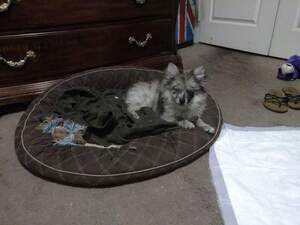 Pomeranian Puppy for sale in LAS VEGAS, NV, USA