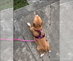 Small #1 Mutt