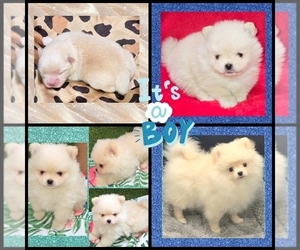 Pomeranian Puppy for sale in KINGMAN, AZ, USA