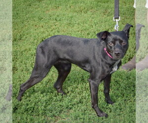 Luna - Female Mutt Dog for Adoption - Photo #2