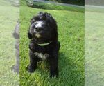 Puppy 1 Bernedoodle