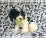Small #8 Cavapoo