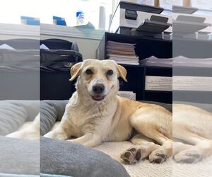 Labbe Dogs for adoption in Bolivar, MO, USA