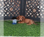 Small #1 Dachshund