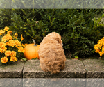 Small #9 Cocker Spaniel-Poodle (Miniature) Mix