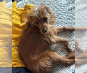 Mutt Dogs for adoption in Denver, CO, USA