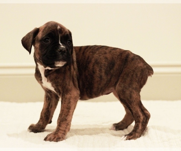 Medium Photo #3 Boxer Puppy For Sale in DENVER, PA, USA