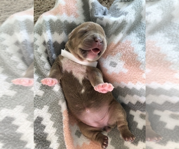 Medium Photo #1 American Bully-American Pit Bull Terrier Mix Puppy For Sale in ROCK HILL, SC, USA