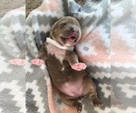 Small Photo #1 American Bully-American Pit Bull Terrier Mix Puppy For Sale in ROCK HILL, SC, USA