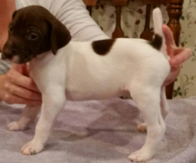 German Shorthaired Pointer Puppy for sale in WARDENSVILLE, WV, USA