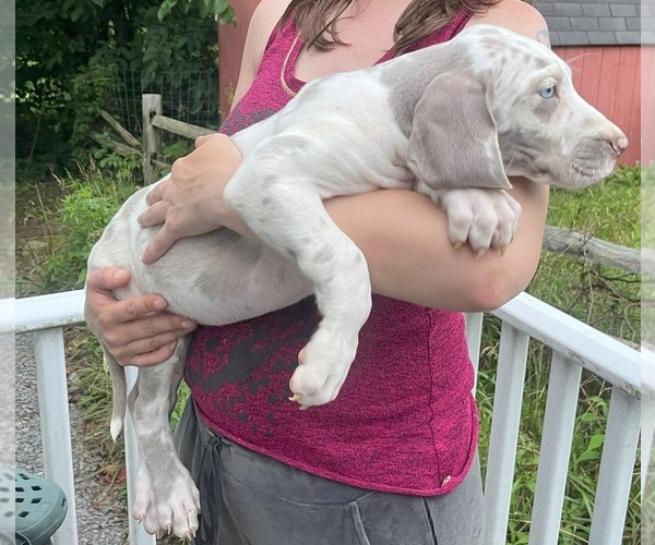 Medium Photo #142 Great Dane Puppy For Sale in SPRAGGS, PA, USA