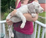 Small Photo #142 Great Dane Puppy For Sale in SPRAGGS, PA, USA