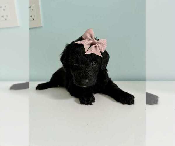 Medium Photo #11 Aussiedoodle-Labradoodle Mix Puppy For Sale in BRYANTOWN, MD, USA