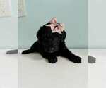Small Photo #11 Aussiedoodle-Labradoodle Mix Puppy For Sale in BRYANTOWN, MD, USA