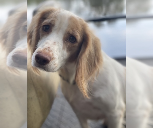 Medium Photo #1 English Cocker Spaniel Puppy For Sale in OCILLA, GA, USA
