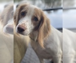 Small Photo #1 English Cocker Spaniel Puppy For Sale in OCILLA, GA, USA