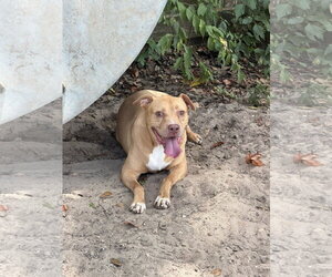 American Staffordshire Terrier-Unknown Mix Dogs for adoption in Jackson, MS, USA