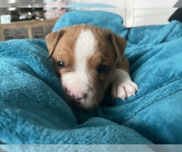 Medium Photo #140 American Bully Puppy For Sale in REESEVILLE, WI, USA