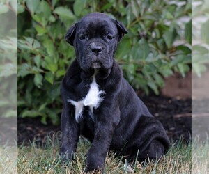 Cane Corso Puppy for sale in NARVON, PA, USA