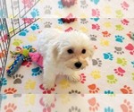 Small #11 Maltipoo (Toy)