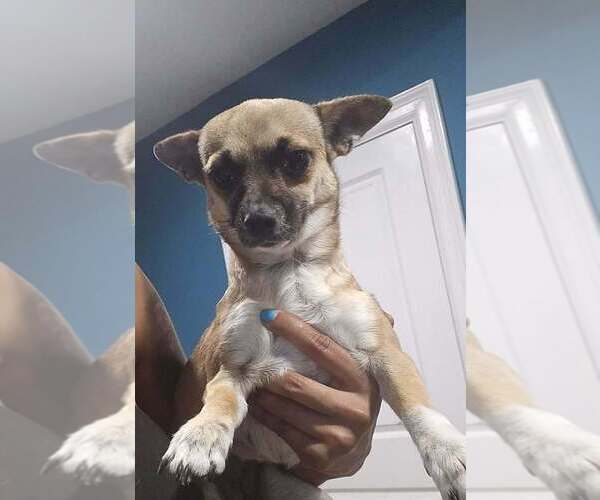 Medium Photo #2 Chihuahua-Unknown Mix Puppy For Sale in New York, NY, USA
