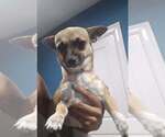 Small #1 Chihuahua Mix