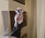 Small #1 Chihuahua