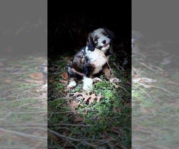 Medium Photo #1 Bernedoodle (Miniature) Puppy For Sale in GREENSBORO, NC, USA