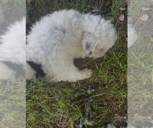 Maltipoo Dogs for adoption in VENETA, OR, USA