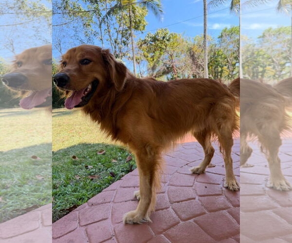 Medium Photo #1 Golden Retriever Puppy For Sale in Miami, FL, USA
