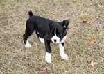 Small Photo #33 Boxer Puppy For Sale in CHILHOWEE, MO, USA