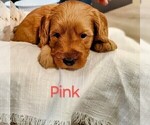 Small #1 Goldendoodle (Miniature)