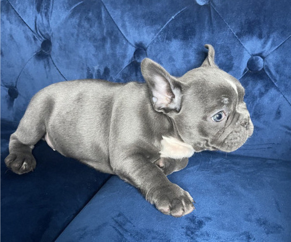 Medium Photo #4 French Bulldog Puppy For Sale in TULSA, OK, USA