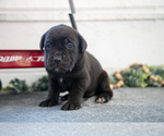 Puppy Sidney Cane Corso