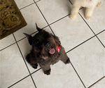 Small Photo #1 Schnauzer (Miniature) Puppy For Sale in MIAMI, FL, USA