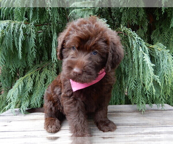 Medium Photo #4 Labradoodle Puppy For Sale in MILLERSBURG, OH, USA